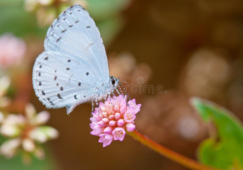 De Azuurblauwe vlinder van de lente