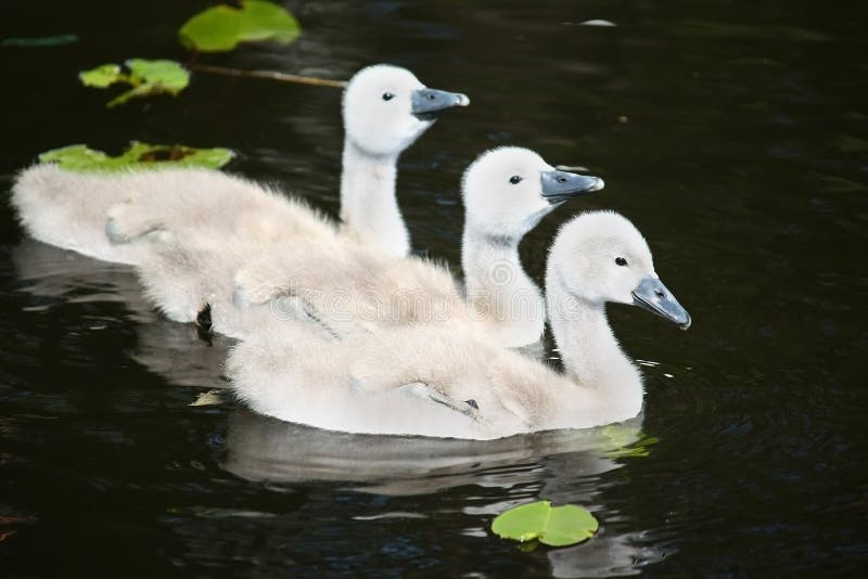 Three swan babies in the water. Three swan babies in the water