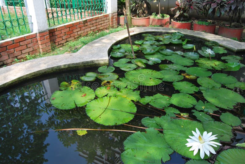 De Baldhatuin is één van de oudste Botanische Tuinen in Bangladesh De tuin is verrijkt met zeldzame die plantensoort wordt bijeen royalty-vrije stock foto's De Baldhatuin is één van de oudste Botanische Tuinen in Bangladesh De tuin is verrijkt met zeldzame die plantensoort wordt bijeen royalty-vrije stock foto's