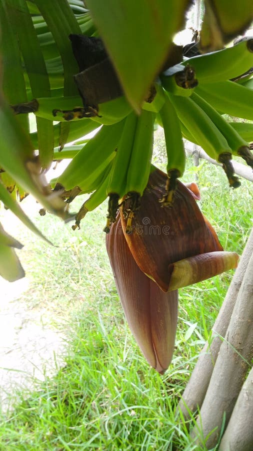 De Bananna-boom met banaanfruit stock afbeeldingen De Bananna-boom met banaanfruit stock afbeeldingen