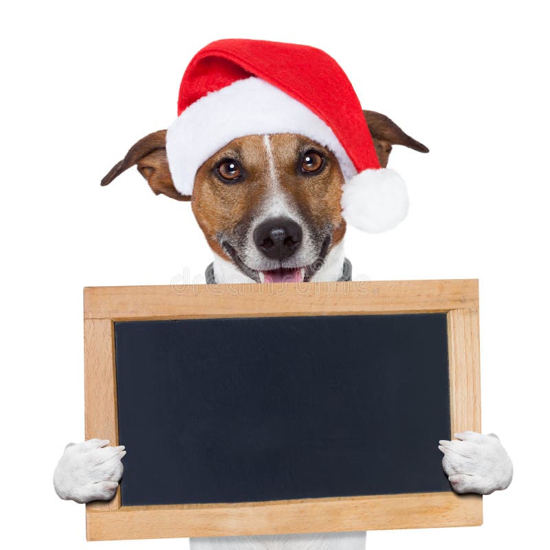 De bannerplaceholder van Kerstmis hond royalty-vrije stock foto's De bannerplaceholder van Kerstmis hond royalty-vrije stock foto's