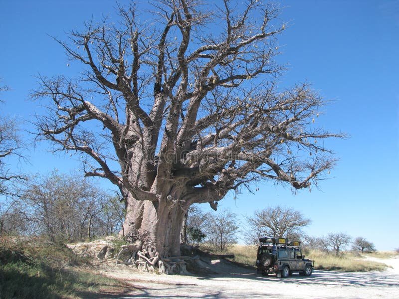 De baobab van Baines royalty-vrije stock afbeeldingen De baobab van Baines royalty-vrije stock afbeeldingen