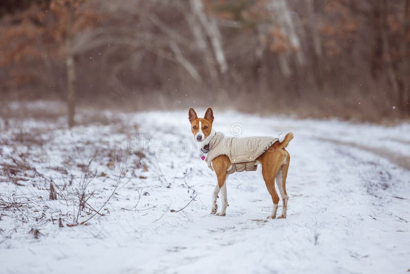 De Basenji-hond loopt in het park De winter koude dag royalty-vrije stock foto's De Basenji-hond loopt in het park De winter koude dag royalty-vrije stock foto's