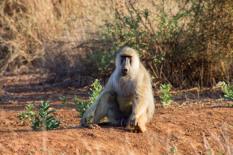 De bavianenaap zit op de grond in het wild van Afrika stock afbeeldingen De bavianenaap zit op de grond in het wild van Afrika stock afbeeldingen