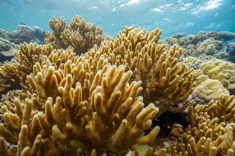 The beautiful yellowish corals illuminated by sunlight. The beautiful yellowish corals illuminated by sunlight