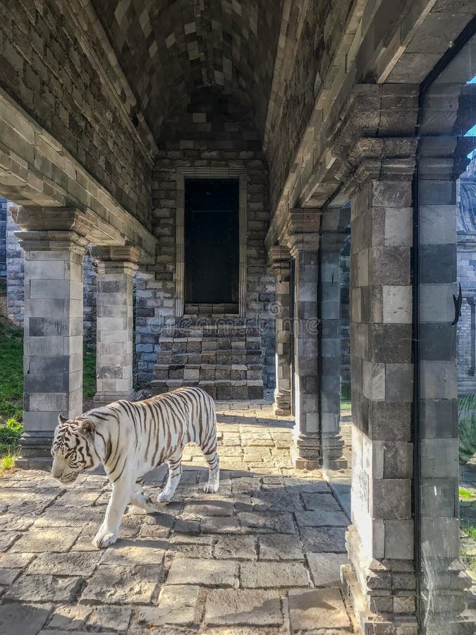 De bedreigde witte tijger die van Bengalen in de Aziatische tempel bij daiza van Pairi van het het wildpark in Brugelette, België royalty-vrije stock foto's De bedreigde witte tijger die van Bengalen in de Aziatische tempel bij daiza van Pairi van het het wildpark in Brugelette, België royalty-vrije stock foto's