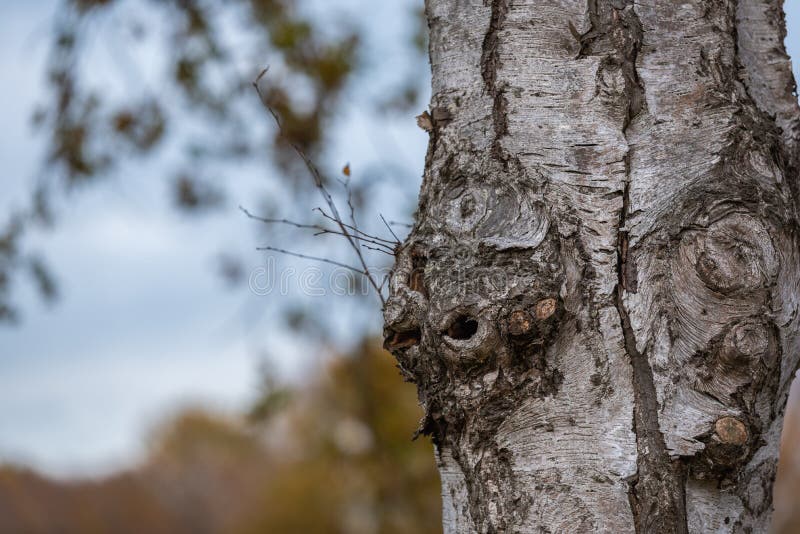 De belangrijkste nadruk is op bomen in verschillende situaties stock afbeeldingen De belangrijkste nadruk is op bomen in verschillende situaties stock afbeeldingen