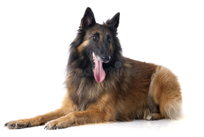 De Belgische herder tervueren stock fotografie De Belgische herder tervueren stock fotografie