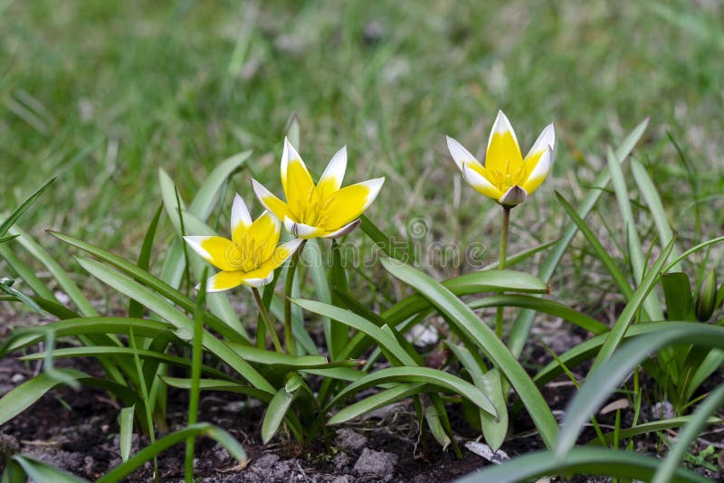 De belles fleurs de tulipe sauvage aussi connue comme tulipe de bois images libres de droits