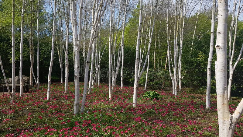 De berk is een dun-leaved vergankelijke hardhoutboom van de soort Witte berk/ˈbÉ› tjÊŠlÉ™/ royalty-vrije stock fotografie De berk is een dun-leaved vergankelijke hardhoutboom van de soort Witte berk/ˈbÉ› tjÊŠlÉ™/ royalty-vrije stock fotografie