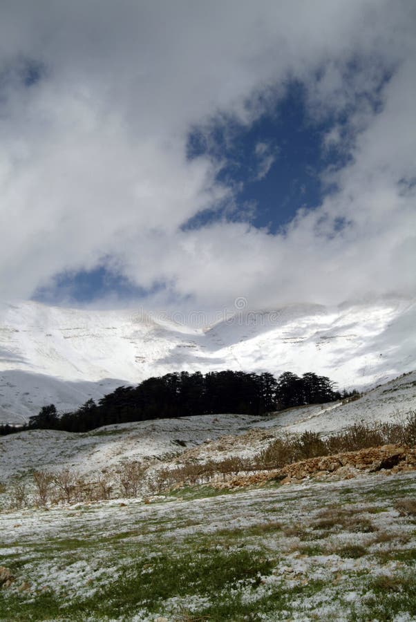 De beroemde Ceders van de Reserve van Libanon op de hellingen van Qurnat als Sawda in Libanon stock afbeeldingen De beroemde Ceders van de Reserve van Libanon op de hellingen van Qurnat als Sawda in Libanon stock afbeeldingen