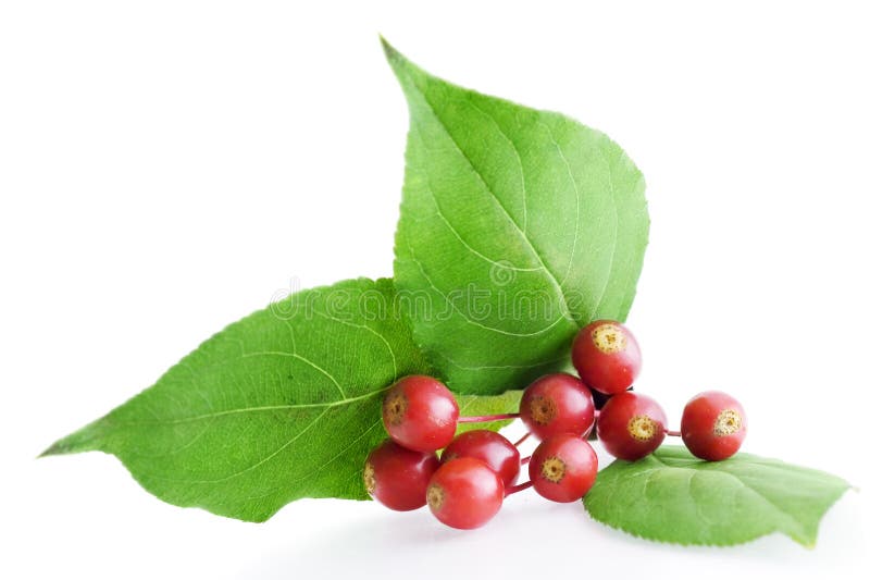 Meidoornbes stock foto's