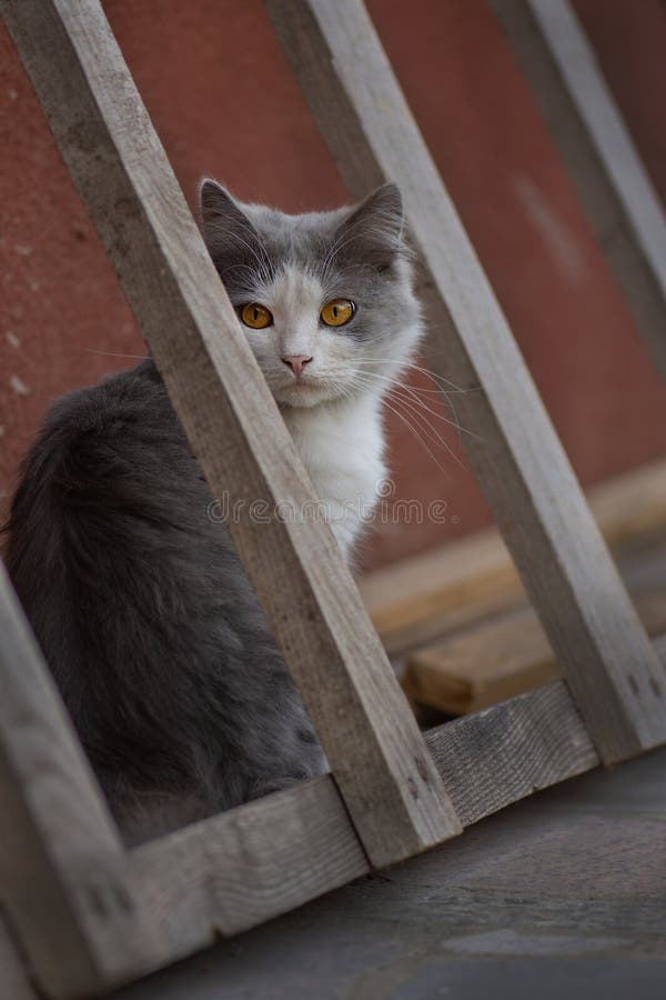 De beste omgeving bieden om kat in de buitenlucht veilig te houden. buitenshuis gehouden katten royalty-vrije stock foto De beste omgeving bieden om kat in de buitenlucht veilig te houden. buitenshuis gehouden katten royalty-vrije stock foto