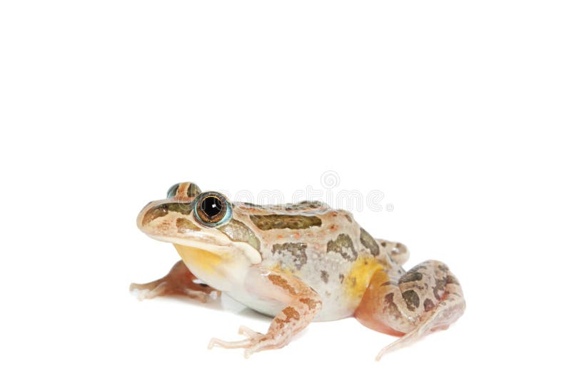 De bevlekte Kikker van het Moeras stock foto De bevlekte Kikker van het Moeras stock foto