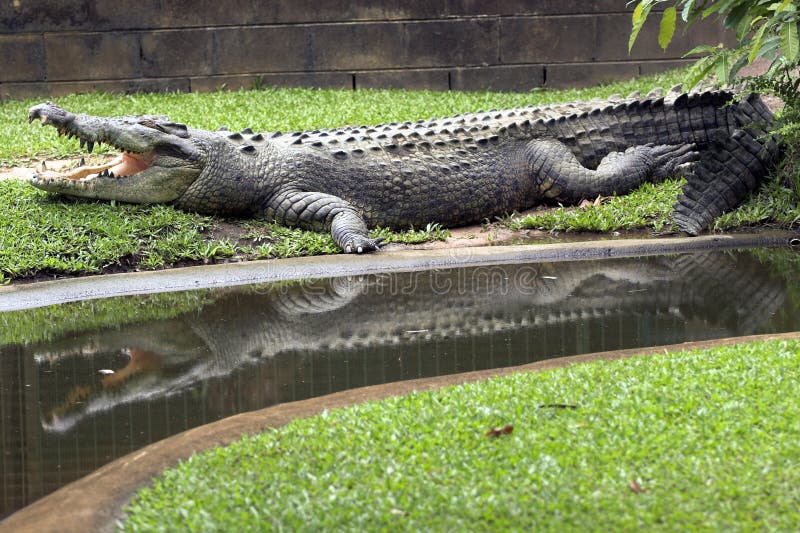 Crocodile Reflection, Australia. Crocodile Reflection, Australia