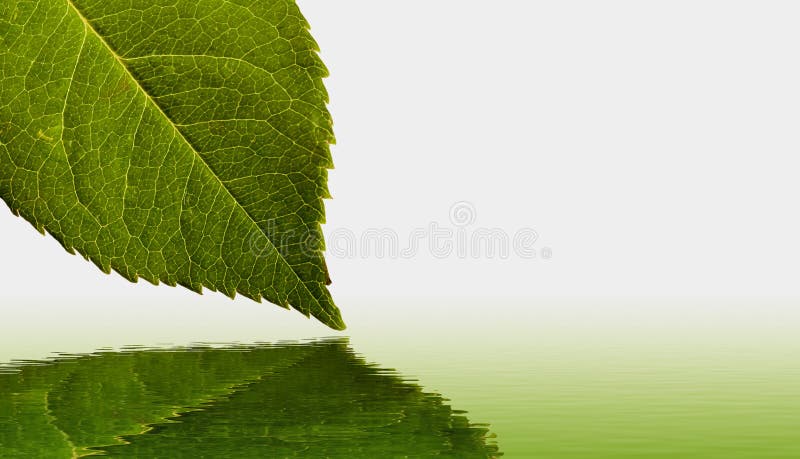 De bezinning van het blad en van het water stock afbeeldingen De bezinning van het blad en van het water stock afbeeldingen
