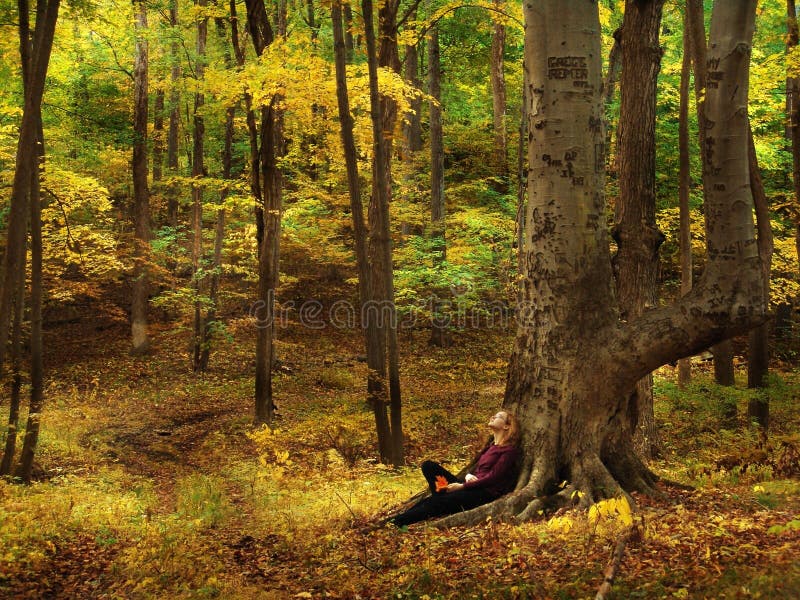 Girl sitting beneath a beech tree, gazing up at the fall colors. Girl sitting beneath a beech tree, gazing up at the fall colors.