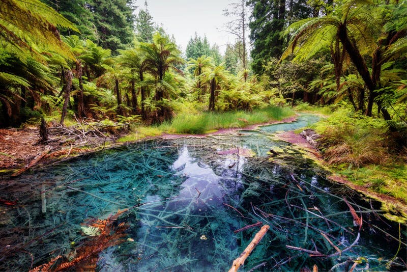 De de Bezinningspool Forest Rotorua New van Californische sequoia'swhakarewarewa royalty-vrije stock afbeelding De de Bezinningspool Forest Rotorua New van Californische sequoia'swhakarewarewa royalty-vrije stock afbeelding