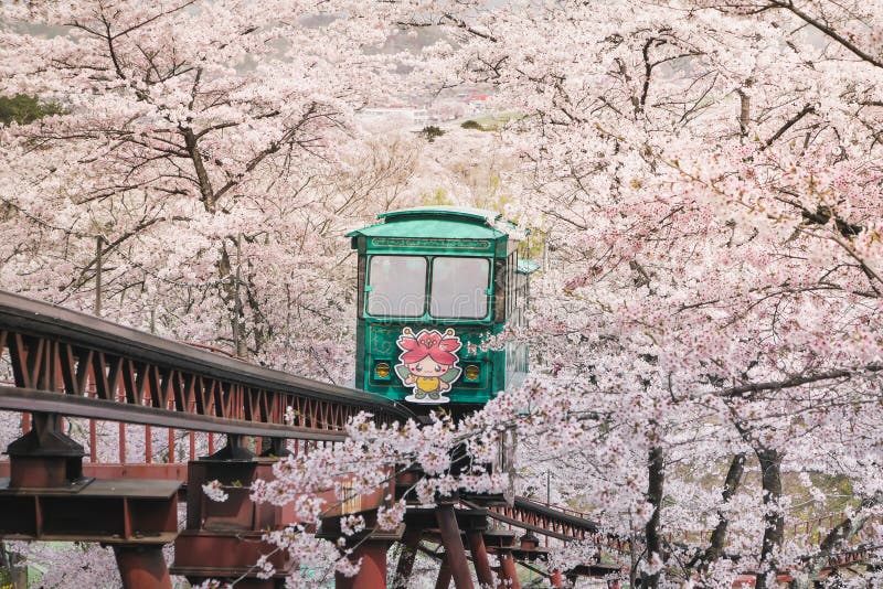De bezoekers komen aan funaoka Sendai het bloeien Sakura bewonderen En geïmponeerd met de tram om toeristen te dienen Om Gr te ve stock afbeeldingen De bezoekers komen aan funaoka Sendai het bloeien Sakura bewonderen En geïmponeerd met de tram om toeristen te dienen Om Gr te ve stock afbeeldingen