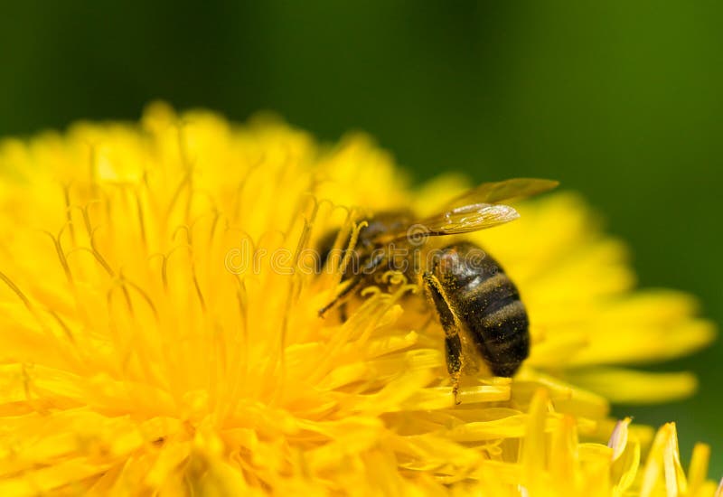 De bij die van de honing stuifmeel verzamelt stock foto's De bij die van de honing stuifmeel verzamelt stock foto's