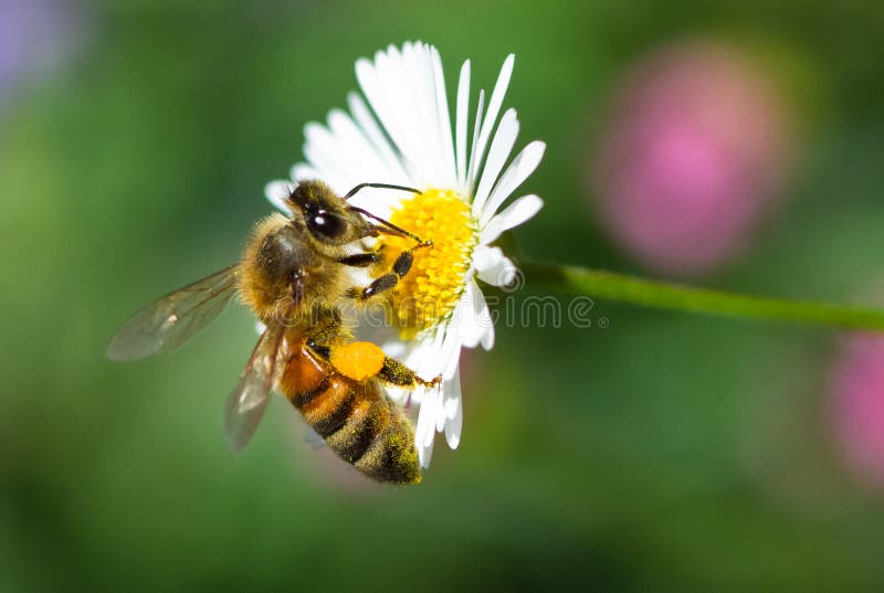 De bij van de honing op een bloem