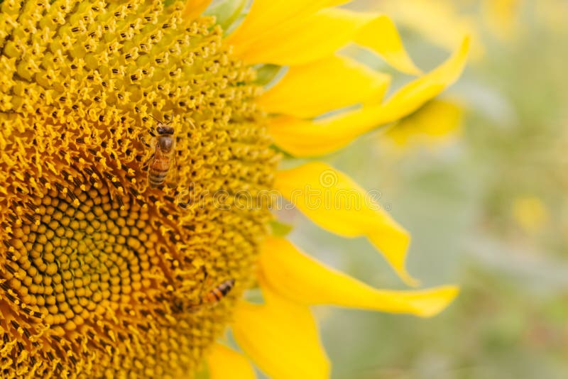 De Bij van de honing op Gele Bloem stock afbeelding De Bij van de honing op Gele Bloem stock afbeelding