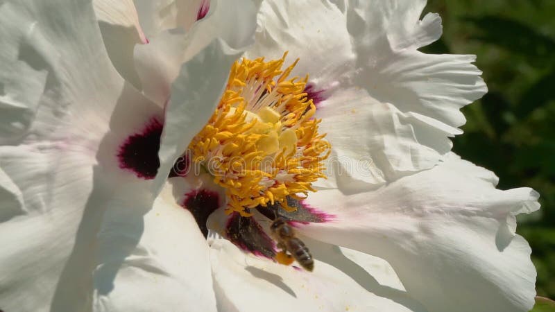 De bij verzamelt nectar op bloemen