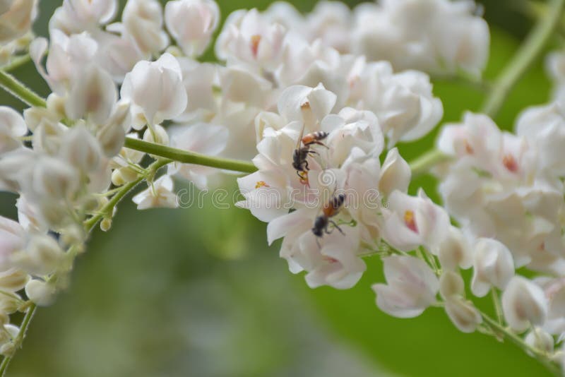 De bijen zuigen van stuifmeel witte bloem stock afbeelding De bijen zuigen van stuifmeel witte bloem stock afbeelding