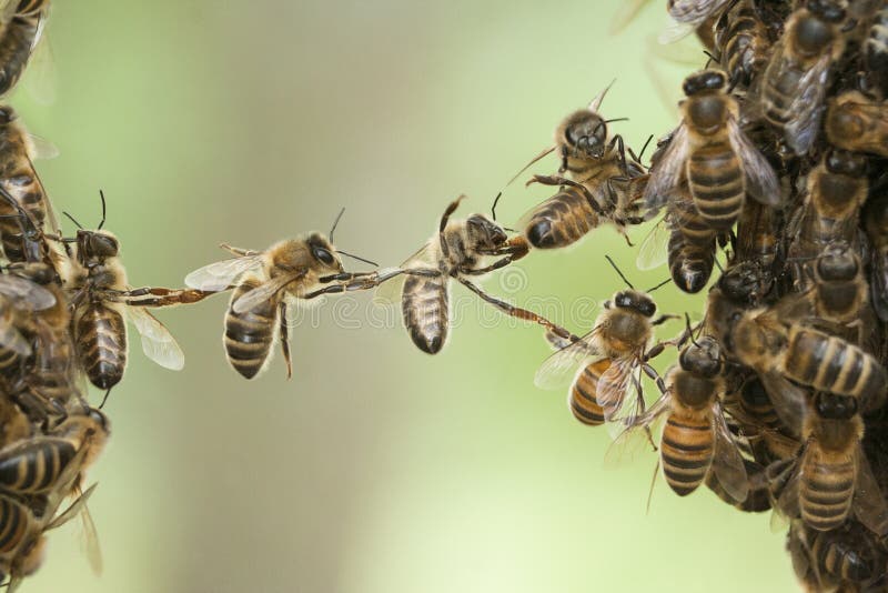 De bijenzwerm van de bijenbrug