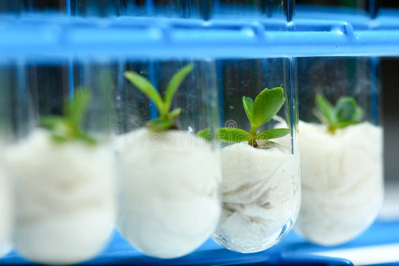 Plant tissue culture in test tubes. Plant tissue culture in test tubes
