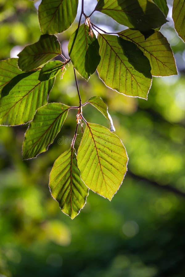 De bladeren van de beukboom met zonlicht bij de lente stock afbeelding De bladeren van de beukboom met zonlicht bij de lente stock afbeelding