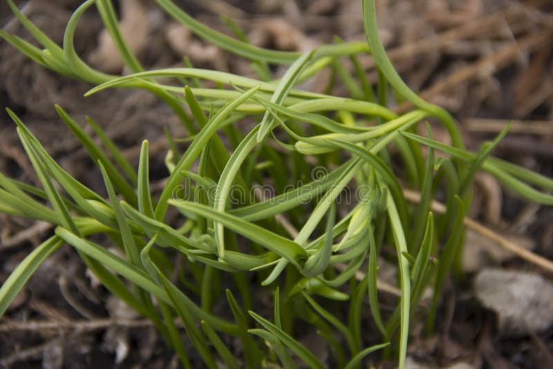 De bladeren van bloemen maken hun manier in de lente Het begin van de groei van bloemen groene Bladeren royalty-vrije stock fotografie De bladeren van bloemen maken hun manier in de lente Het begin van de groei van bloemen groene Bladeren royalty-vrije stock fotografie
