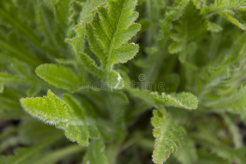 De bladeren van bloemen maken hun manier in de lente Het begin van de groei van bloemen groene Bladeren stock foto's De bladeren van bloemen maken hun manier in de lente Het begin van de groei van bloemen groene Bladeren stock foto's