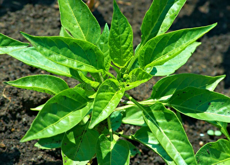 De Bladeren Van De Groene Paprika Stock Foto Image of stam, nave