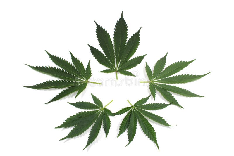 De bladeren van de marihuana voor achtergrond of embleem royalty-vrije stock afbeelding De bladeren van de marihuana voor achtergrond of embleem royalty-vrije stock afbeelding