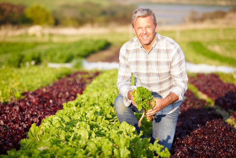 De Bladeren van landbouwersharvesting organic salad op Landbouwbedrijf royalty-vrije stock afbeelding De Bladeren van landbouwersharvesting organic salad op Landbouwbedrijf royalty-vrije stock afbeelding