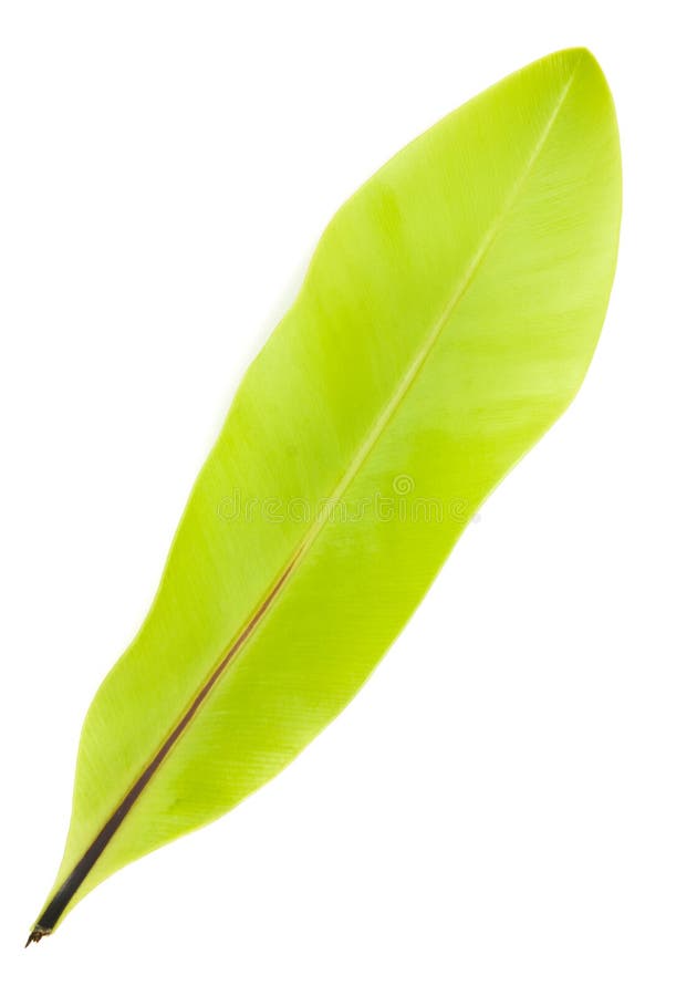 De bladeren van peperbladeren op wit worden geïsoleerd dat royalty-vrije stock afbeeldingen