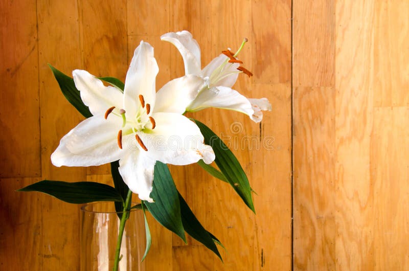 De blanc fleur lilly en verre transparent sur le fond en bois image stock De blanc fleur lilly en verre transparent sur le fond en bois image stock
