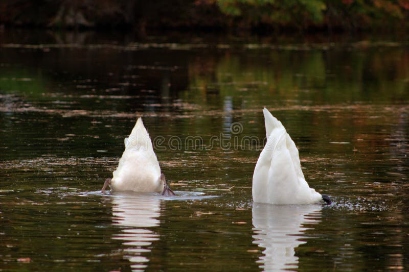 Hiding from a really bad day. Two swans with their heads beneath the water in unison. Hiding from a really bad day. Two swans with their heads beneath the water in unison