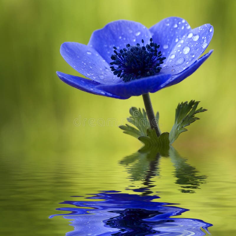 Blue Anemone Flower Reflecting in Water. Blue Anemone Flower Reflecting in Water