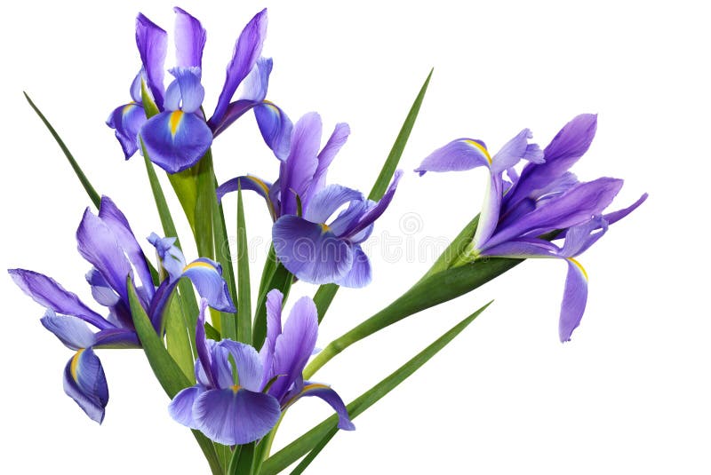 Bundle blue iris flower isolated on white background. Bundle blue iris flower isolated on white background