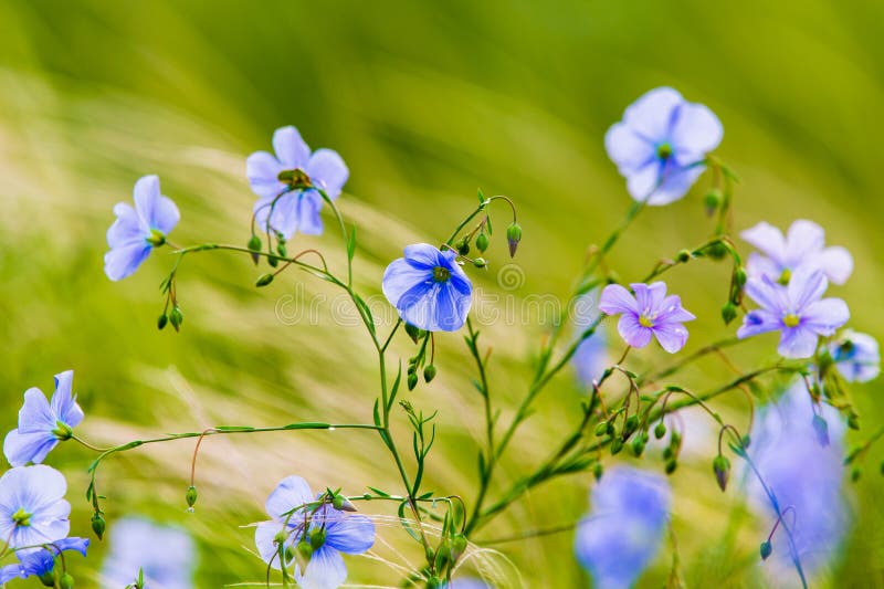 De blauwe bloemen van vlas op een gebied tegen groene achtergrond, in de zomer, sluiten omhoog, ondiepe velddiepte stock fotografie De blauwe bloemen van vlas op een gebied tegen groene achtergrond, in de zomer, sluiten omhoog, ondiepe velddiepte stock fotografie
