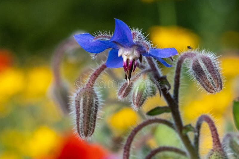De blauwe eetbare borage bloeit het groeien op een gebied van kleurrijke wilde die bloemen, in Gunnersbury, West-Londen het UK wo royalty-vrije stock fotografie De blauwe eetbare borage bloeit het groeien op een gebied van kleurrijke wilde die bloemen, in Gunnersbury, West-Londen het UK wo royalty-vrije stock fotografie