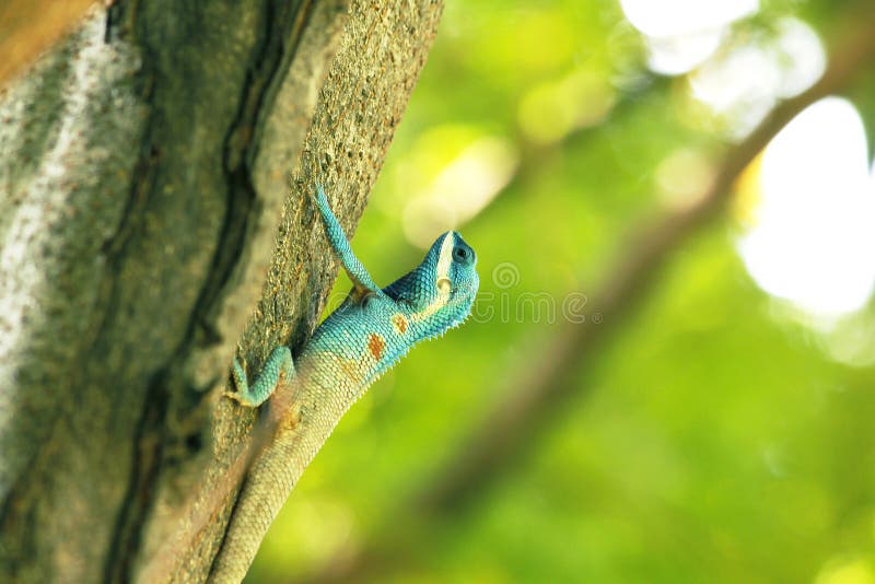 De blauwe hagedissen beklimmen op bomen stock foto De blauwe hagedissen beklimmen op bomen stock foto