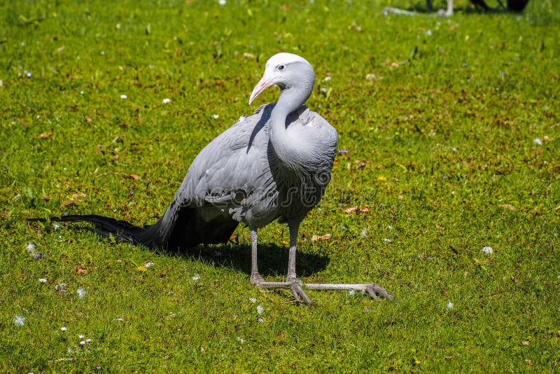 De Blauwe Kraan, Grus-paradisea, is een bedreigde vogel royalty-vrije stock afbeeldingen De Blauwe Kraan, Grus-paradisea, is een bedreigde vogel royalty-vrije stock afbeeldingen