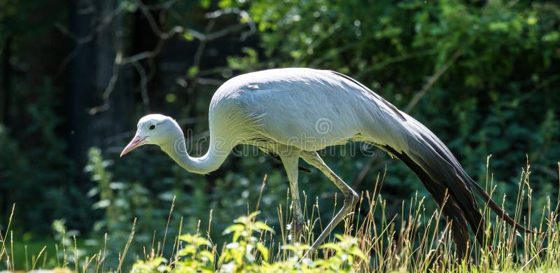De Blauwe Kraan, Grus-paradisea, is een bedreigde vogel royalty-vrije stock afbeeldingen De Blauwe Kraan, Grus-paradisea, is een bedreigde vogel royalty-vrije stock afbeeldingen