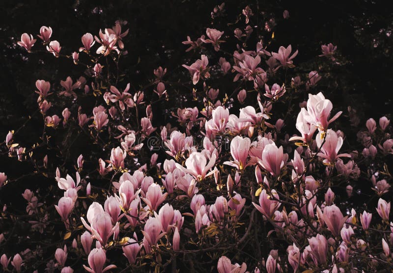 De bloei van de lente van de roze magnoliastruik stock fotografie De bloei van de lente van de roze magnoliastruik stock fotografie