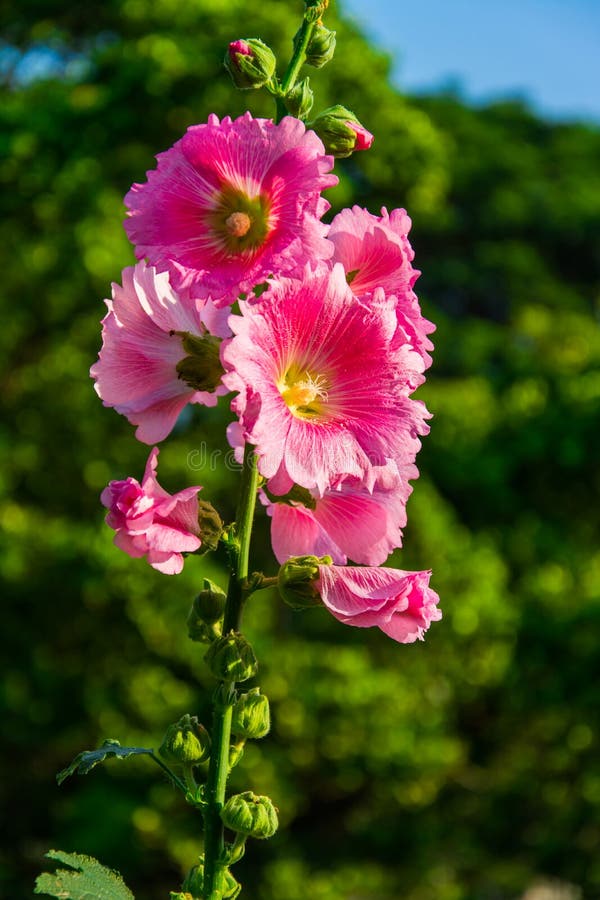 De bloei van de hibiscusbloem in de ochtend stock afbeelding De bloei van de hibiscusbloem in de ochtend stock afbeelding