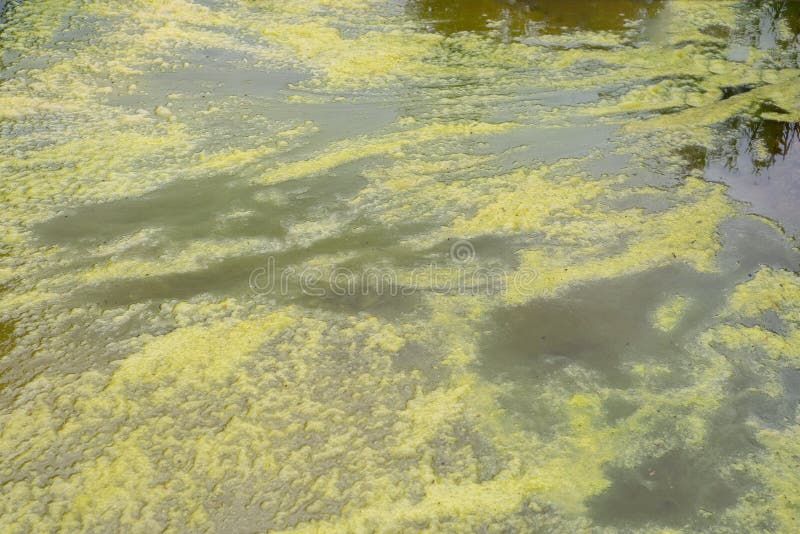 De bloeibesmetting van Cyanobacteria het blauwgroene algen groeien in de rivier van het vijvermeer
