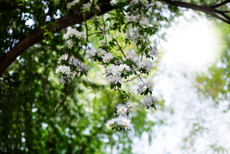 De bloeiende appeltuin, boom vertakt zich met witte dicht omhoog bloemen op groene vage zonnige achtergrond, de bloesem van de de royalty-vrije stock afbeeldingen De bloeiende appeltuin, boom vertakt zich met witte dicht omhoog bloemen op groene vage zonnige achtergrond, de bloesem van de de royalty-vrije stock afbeeldingen